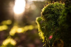 bokeh