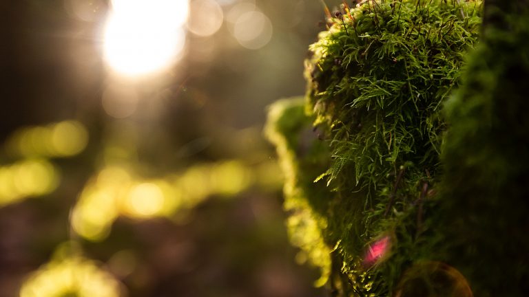 bokeh bokeh