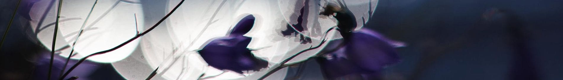 cropped-IMG_2631.jpg cropped-IMG_2631.jpg