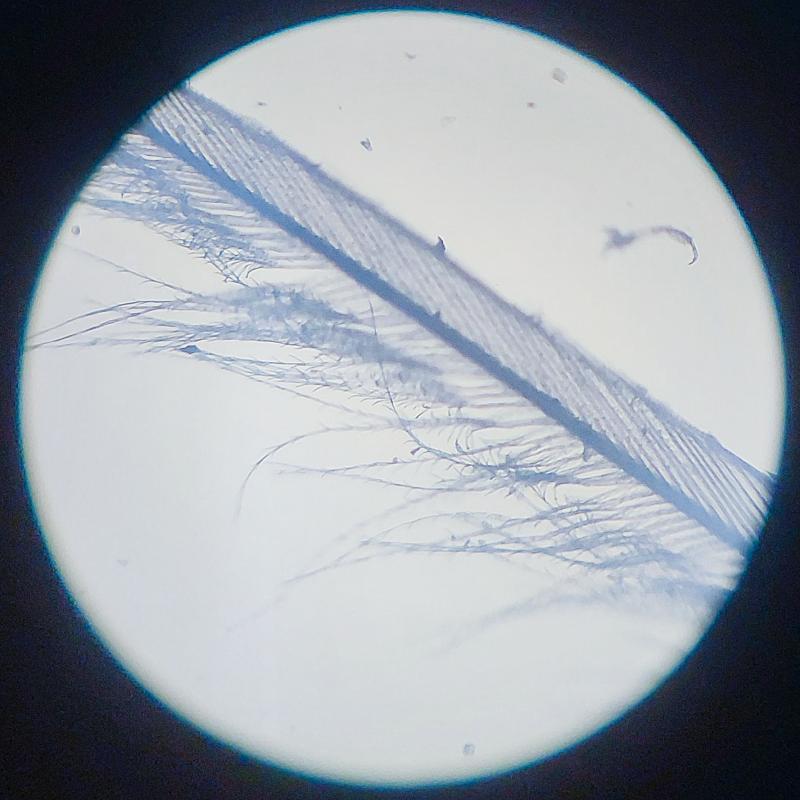 20231101_01_höyhenen_höytyvä