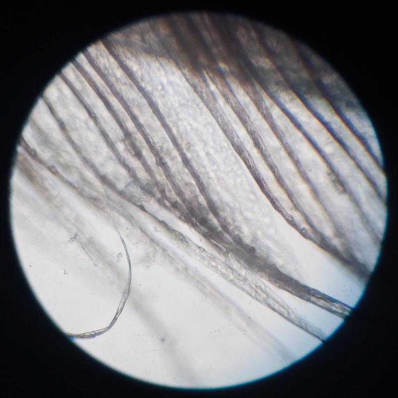 20231101_106_höyhen1